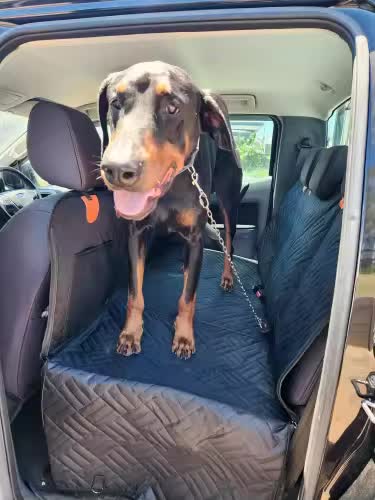 A large Doberman standing on The Waghaul Cover