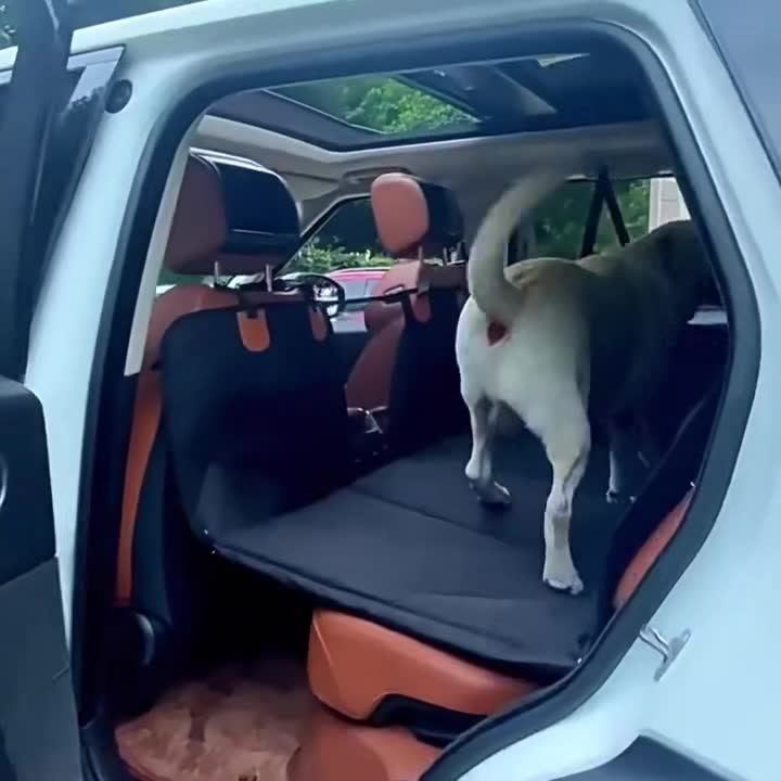 Dog climbing into the back seat onto the cover